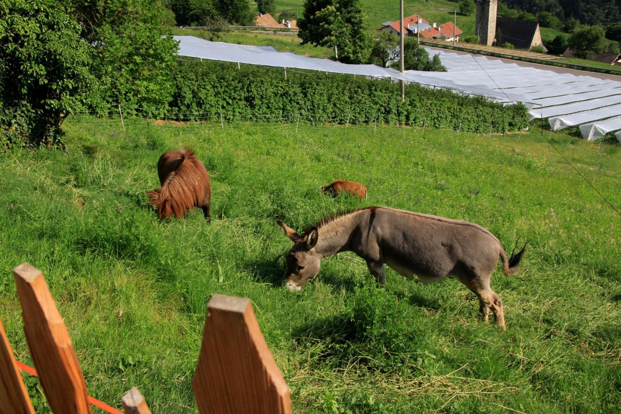 Ausservogelweiderhof Laion Exterior foto